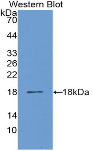 LOXL1 Antibody - Western Blot; Sample: Recombinant protein.