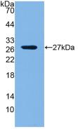 LOXL1 Antibody - Western Blot; Sample: Recombinant LOXL1, Mouse.