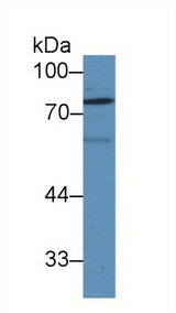 LOXL1 Antibody - Western Blot; Sample: Rat Serum; Primary Ab: 1µg/ml Rabbit Anti-Rat LOXL1 Antibody Second Ab: 0.2µg/mL HRP-Linked Caprine Anti-Rabbit IgG Polyclonal Antibody