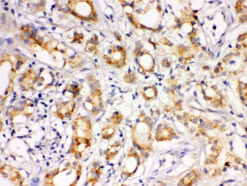 LOXL1 Antibody