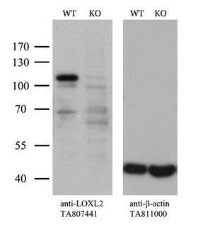 LOXL2 Antibody - Equivalent amounts of cell lysates  and LOXL2-Knockout hela cells  were separated by SDS-PAGE and immunoblotted with anti-LOXL2 monoclonal antibody. Then the blotted membrane was stripped and reprobed with anti-ß-actin as a loading control. (1:500)