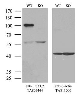 LOXL2 Antibody - Equivalent amounts of cell lysates  and LOXL2-Knockout Hela cells  were separated by SDS-PAGE and immunoblotted with anti-LOXL2 monoclonal antibodyThen the blotted membrane was stripped and reprobed with anti-b-actin antibody  as a loading control. (1:500)
