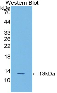 LOXL2 Antibody - Western blot of recombinant LOXL2.