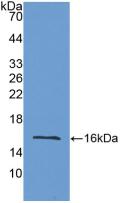 LOXL2 Antibody - Western Blot; Sample: Recombinant LOXL2, Mouse.