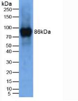 LOXL2 Antibody - Western Blot; Sample: Lane1: Mouse Thymus Tissue.