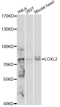 LOXL2 Antibody - Western blot analysis of extracts of various cell lines, using LOXL2 antibody at 1:3000 dilution. The secondary antibody used was an HRP Goat Anti-Rabbit IgG (H+L) at 1:10000 dilution. Lysates were loaded 25ug per lane and 3% nonfat dry milk in TBST was used for blocking. An ECL Kit was used for detection and the exposure time was 1s.