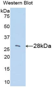 LOXL3 Antibody - Western blot of recombinant LOXL3 / LOXL.  This image was taken for the unconjugated form of this product. Other forms have not been tested.