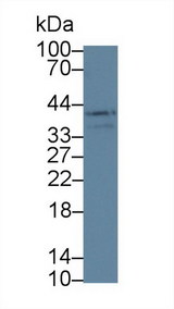 LOXL3 Antibody - Western Blot; Sample: Mouse Small intestine lysate; Primary Ab: 5µg/ml Rabbit Anti-Human LOXL3 Antibody Second Ab: 0.2µg/mL HRP-Linked Caprine Anti-Rabbit IgG Polyclonal Antibody