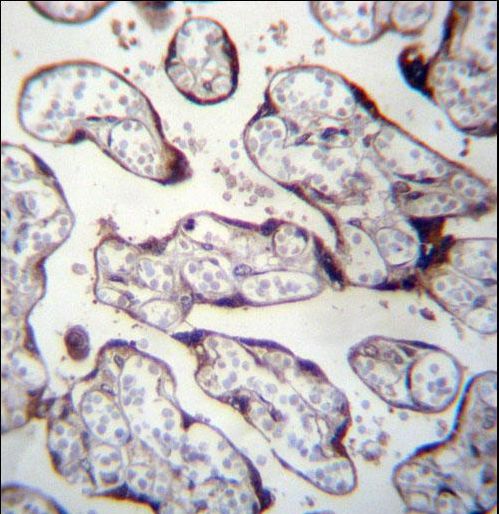 LOXL3 Antibody - LOXL3 Antibody immunohistochemistry of formalin-fixed and paraffin-embedded human placenta tissue followed by peroxidase-conjugated secondary antibody and DAB staining.
