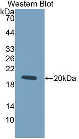 LOXL4 / LOXC Antibody - Western Blot; Sample: Recombinant protein.