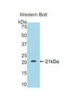 LOXL4 / LOXC Antibody - Western blot of recombinant LOXL4 / LOXC.  This image was taken for the unconjugated form of this product. Other forms have not been tested.