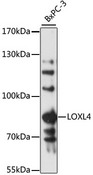 LOXL4 / LOXC Antibody - Western blot analysis of extracts of BxPC-3 cells, using LOXL4 antibody at 1:3000 dilution. The secondary antibody used was an HRP Goat Anti-Rabbit IgG (H+L) at 1:10000 dilution. Lysates were loaded 25ug per lane and 3% nonfat dry milk in TBST was used for blocking. An ECL Kit was used for detection and the exposure time was 30s.