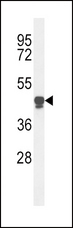 LP-PLA2 / PLA2G7 Antibody - Western blot of PLA2G7 Antibody in HL-60 cell line lysates (35 ug/lane). PLA2G7 (arrow) was detected using the purified antibody.