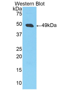 LP-PLA2 / PLA2G7 Antibody - Western blot of recombinant LP-PLA2 / PLA2G7.  This image was taken for the unconjugated form of this product. Other forms have not been tested.