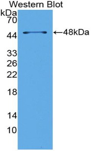 LP-PLA2 / PLA2G7 Antibody - Western Blot; Sample: Recombinant LpPLA2, Mouse.