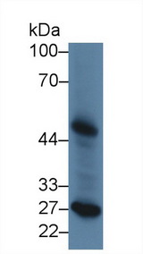 LP-PLA2 / PLA2G7 Antibody - Western Blot; Sample: Canine Liver lysate; Primary Ab: 2µg/ml Rabbit Anti-Canine LpPLA2 Antibody Second Ab: 0.2µg/mL HRP-Linked Caprine Anti-Rabbit IgG Polyclonal Antibody