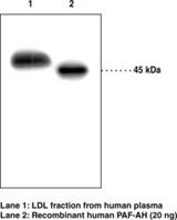 LP-PLA2 / PLA2G7 Antibody - Western blot of LP-PLA2 / PLA2G7 antibody.