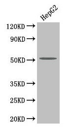 LP-PLA2 / PLA2G7 Antibody - Western Blot Positive WB detected in: HepG2 cell All lanes: PLA2G7 antibody at 4µg/ml Secondary Goat polyclonal to rabbit IgG at 1/50000 dilution Predicted band size: 50 kDa Observed band size: 50 kDa