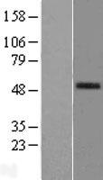 LP-PLA2 / PLA2G7 Protein - Western validation with an anti-DDK antibody * L: Control HEK293 lysate R: Over-expression lysate