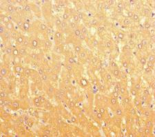 LPAL2 Antibody - Immunohistochemistry of paraffin-embedded human liver tissue at dilution of 1:100