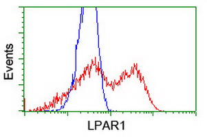 LPAR1 / LPA1 / EDG2 Antibody - HEK293T cells transfected with either overexpress plasmid (Red) or empty vector control plasmid (Blue) were immunostained by anti-LPAR1 antibody, and then analyzed by flow cytometry.