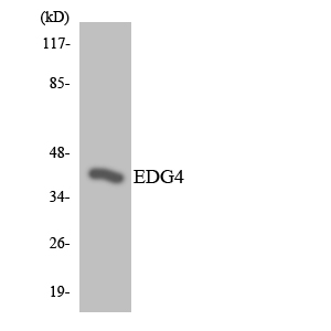 LPAR2 / EDG4 Antibody - Western blot analysis of the lysates from K562 cells using EDG4 antibody.