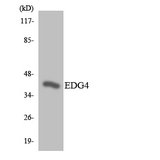 LPAR2 / EDG4 Antibody - Western blot analysis of the lysates from K562 cells using EDG4 antibody.