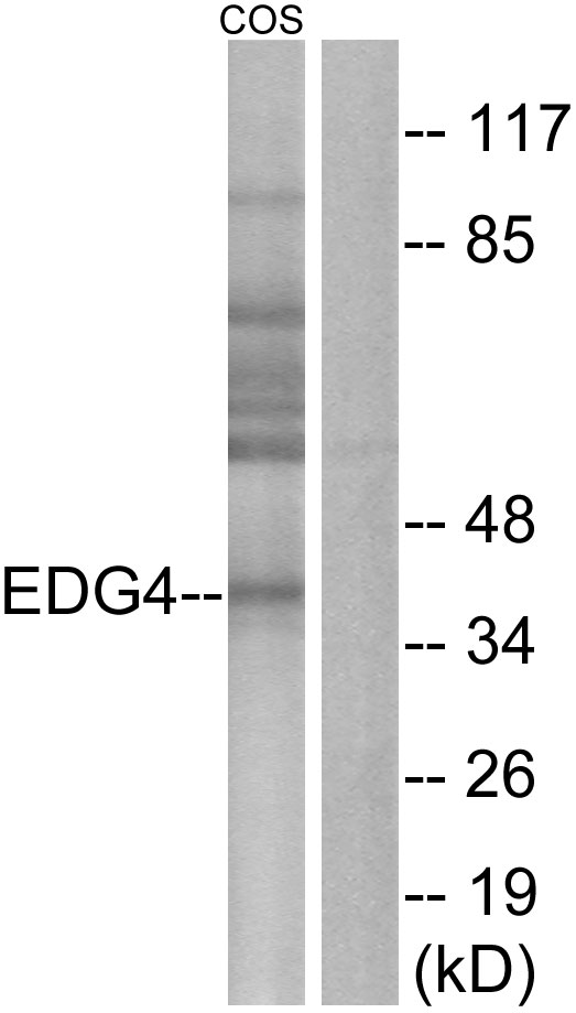 LPAR2 / EDG4 Antibody - Western blot analysis of lysates from COS7 cells, using EDG4 Antibody. The lane on the right is blocked with the synthesized peptide.