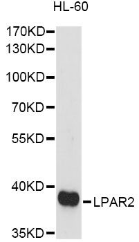 LPAR2 / EDG4 Antibody - Western blot analysis of extracts of HL-60 cells, using LPAR2 antibody at 1:1000 dilution. The secondary antibody used was an HRP Goat Anti-Rabbit IgG (H+L) at 1:10000 dilution. Lysates were loaded 25ug per lane and 3% nonfat dry milk in TBST was used for blocking. An ECL Kit was used for detection and the exposure time was 90s.