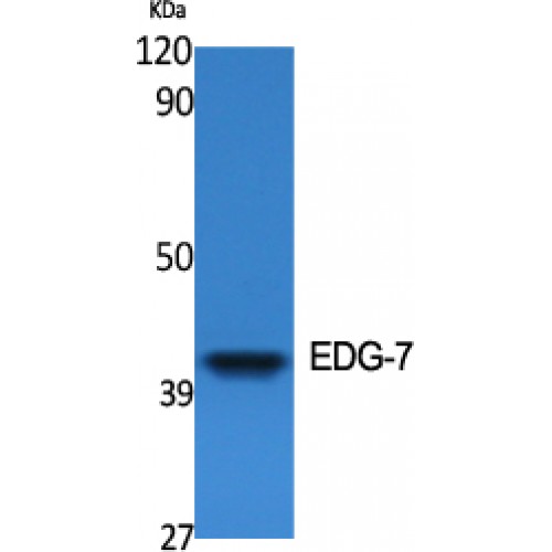 LPAR3 / LPA3 / EDG7 Antibody - Western blot of EDG-7 antibody