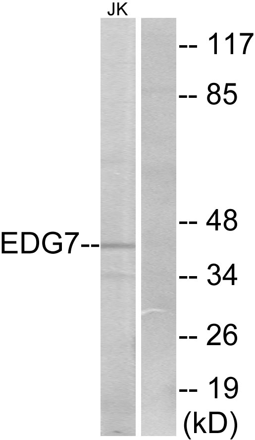 LPAR3 / LPA3 / EDG7 Antibody - Western blot analysis of lysates from Jurkat cells, using EDG7 Antibody. The lane on the right is blocked with the synthesized peptide.