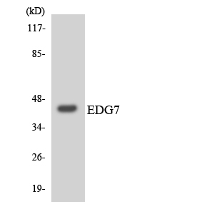 LPAR3 / LPA3 / EDG7 Antibody - Western blot analysis of the lysates from 293 cells using EDG7 antibody.