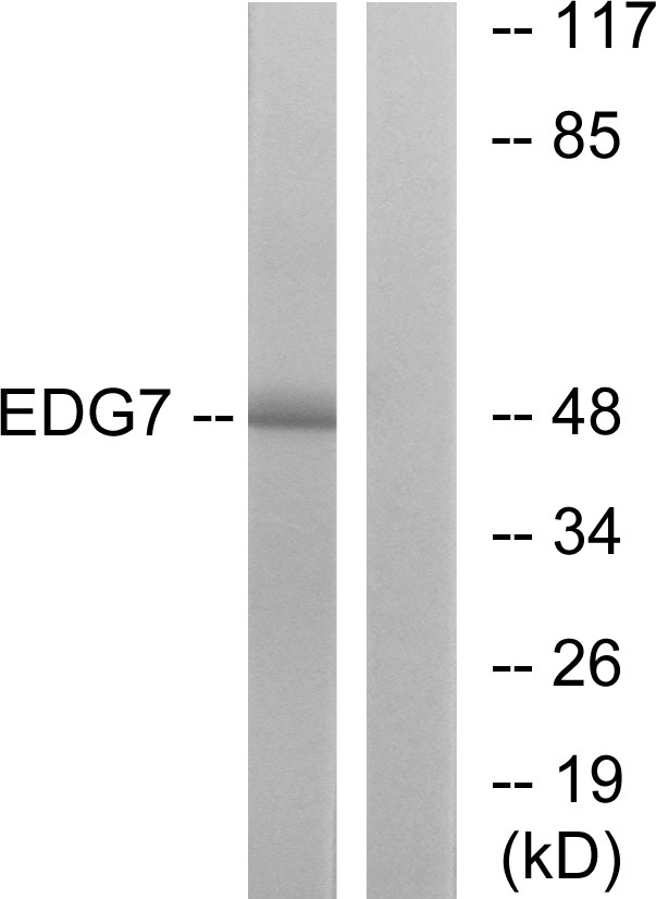 LPAR3 / LPA3 / EDG7 Antibody - Western blot analysis of lysates from Jurkat cells, using EDG7 Antibody. The lane on the right is blocked with the synthesized peptide.