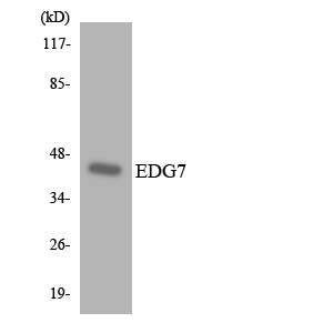 LPAR3 / LPA3 / EDG7 Antibody - Western blot analysis of the lysates from HT-29 cells using EDG7 antibody.