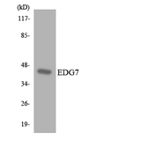 LPAR3 / LPA3 / EDG7 Antibody - Western blot analysis of the lysates from HT-29 cells using EDG7 antibody.