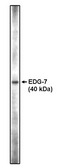 LPAR3 / LPA3 / EDG7 Antibody - Western blot of anti-EDG-7 CT antibody on RH7777 cell lysates transfected with full length human EDG-7 using Pierce Femto Signal substrate.