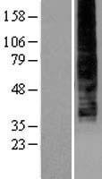 LPAR4 / GPR23 Protein - Western validation with an anti-DDK antibody * L: Control HEK293 lysate R: Over-expression lysate