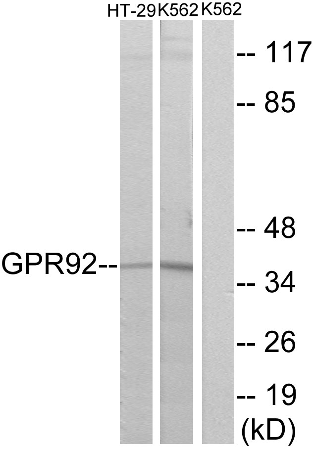 LPAR5 / GPR92 Antibody - Western blot analysis of lysates from HT-29 and K562 cells, using GPR92 Antibody. The lane on the right is blocked with the synthesized peptide.