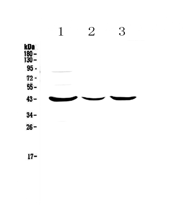 LPAR6 / P2RY5 / P2Y5 Antibody - Western blot - Anti-P2RY5 Picoband antibody
