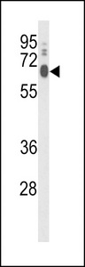 LPCAT1 / AYTL2 Antibody - Western blot of PCAT1 Antibody in HeLa cell line lysates (35 ug/lane). PCAT1 (arrow) was detected using the purified antibody.