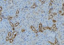 LPCAT1 / AYTL2 Antibody - 1:100 staining mouse kidney tissue by IHC-P. The sample was formaldehyde fixed and a heat mediated antigen retrieval step in citrate buffer was performed. The sample was then blocked and incubated with the antibody for 1.5 hours at 22°C. An HRP conjugated goat anti-rabbit antibody was used as the secondary.
