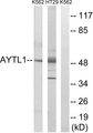 LPCAT2 Antibody - Western blot analysis of lysates from K562 and HT-29 cells, using LPCAT2 Antibody. The lane on the right is blocked with the synthesized peptide.