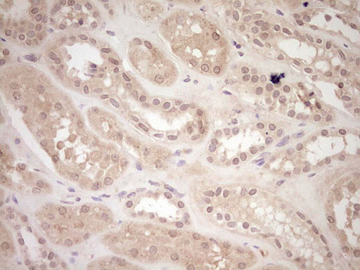 LPIN1 / Lipin 1 Antibody - IHC of paraffin-embedded Human Kidney tissue using anti-LPIN1 mouse monoclonal antibody. (Heat-induced epitope retrieval by 1 mM EDTA in 10mM Tris, pH8.5, 120°C for 3min).