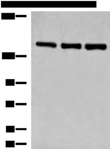 LPIN1 / Lipin 1 Antibody - Western blot analysis of NIH/3T3 K562 and HepG2 cell lysates  using LPIN1 Polyclonal Antibody at dilution of 1:850