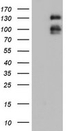 LPIN3 / Lipin-3 Antibody - HEK293T cells were transfected with the pCMV6-ENTRY control. (Left lane) or pCMV6-ENTRY LPIN3. (Right lane) cDNA for 48 hrs and lysed. Equivalent amounts of cell lysates. (5 ug per lane) were separated by SDS-PAGE and immunoblotted with anti-LPIN3.