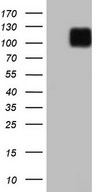 LPIN3 / Lipin-3 Antibody - HEK293T cells were transfected with the pCMV6-ENTRY control (Left lane) or pCMV6-ENTRY LPIN3 (Right lane) cDNA for 48 hrs and lysed. Equivalent amounts of cell lysates (5 ug per lane) were separated by SDS-PAGE and immunoblotted with anti-LPIN3.