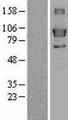 LPIN3 / Lipin-3 Protein - Western validation with an anti-DDK antibody * L: Control HEK293 lysate R: Over-expression lysate