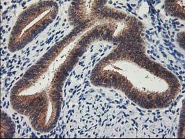 LPL / Lipoprotein Lipase Antibody - IHC of paraffin-embedded Human endometrium tissue using anti-LPL mouse monoclonal antibody.