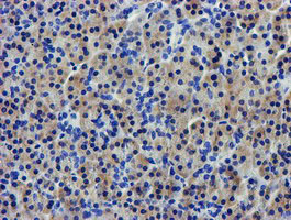 LPL / Lipoprotein Lipase Antibody - IHC of paraffin-embedded Human pancreas tissue using anti-LPL mouse monoclonal antibody.