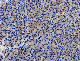 LPL / Lipoprotein Lipase Antibody - IHC of paraffin-embedded Human pancreas tissue using anti-LPL mouse monoclonal antibody. (Heat-induced epitope retrieval by 10mM citric buffer, pH6.0, 100C for 10min).